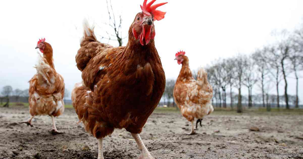 Pluimvee mag óók in Gelderse Vallei weer naar buiten: ophokplicht landelijk opgeheven