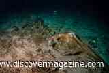 A Whale Necropolis Beneath the Indian Ocean May Hold Over 10 Million Carcasses Built Up Over 5 Million Years