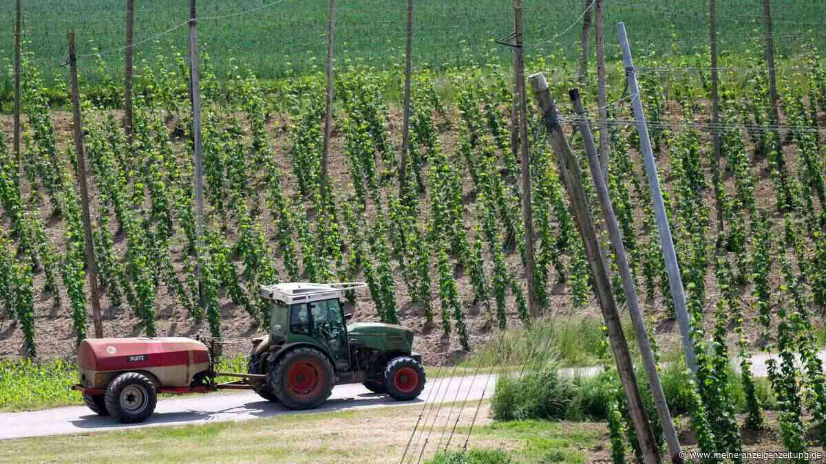 Bierkrise in den reichen Ländern setzt dem Hopfen zu