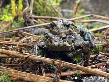 Millions of B.C. amphibians, reptiles relocated for developments, but survival isn't tracked: study