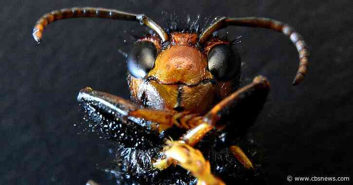 A single Yellow-Legged Hornet nest could become a much bigger problem. Georgia wants residents to report them.