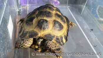 Baby tortoise lone survivor of soft play fire which killed meerkats, owls and more