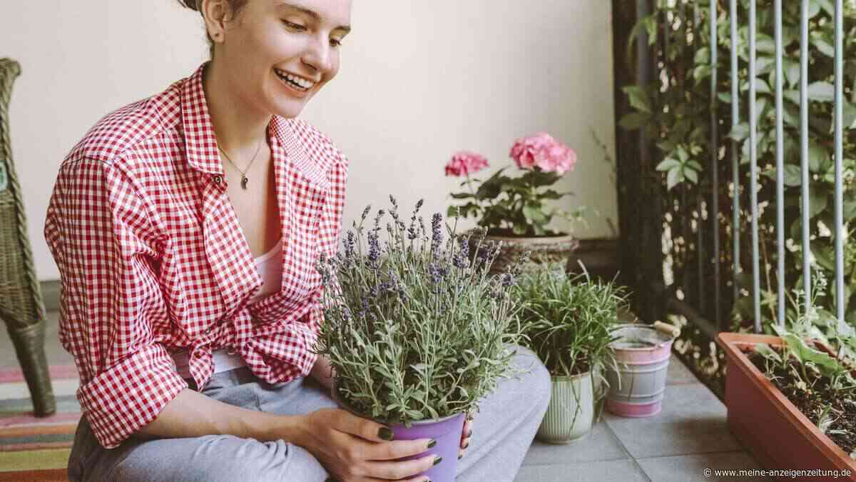 Ein blühender Balkon bis zum ersten Frost? Mit diesen Dauerblühern klappt es