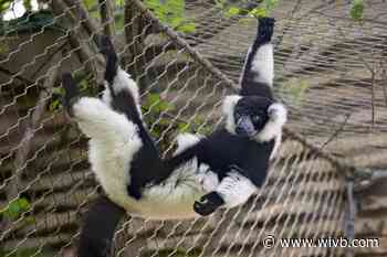 Family of 5 lemurs moves into Buffalo Zoo