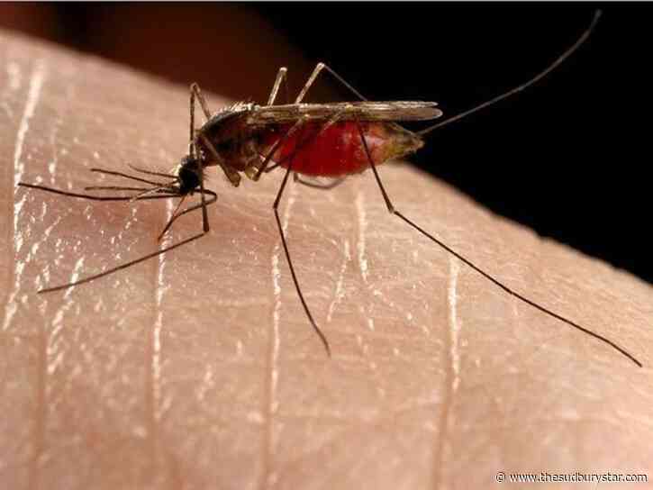 Sudbury-area residents advised to protect themselves from West Nile virus
