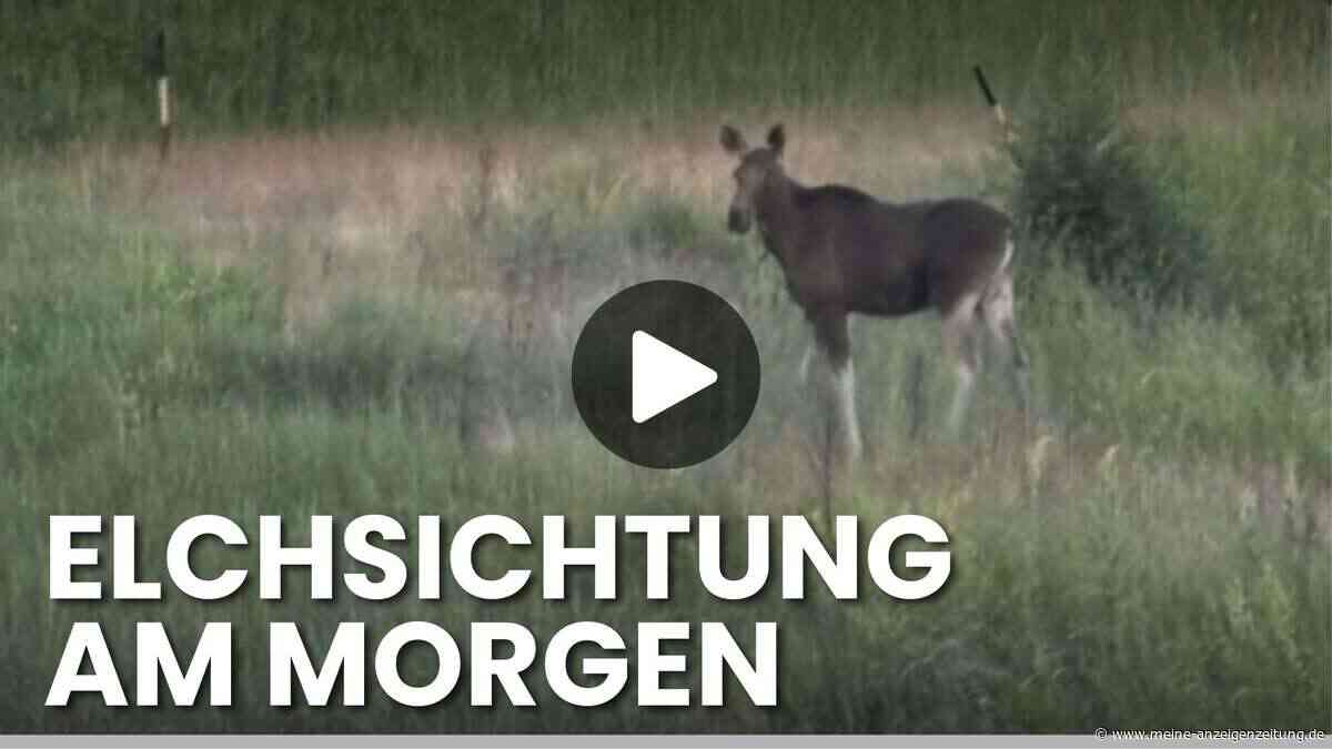 „Das glaubt mir ja keiner“: Elch stapft im Video neben Autobahn entlang