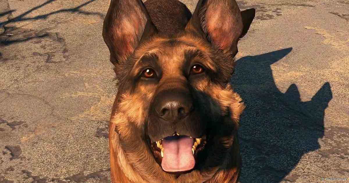 Woman’s life saved from gun-wielding dog by gaming PC