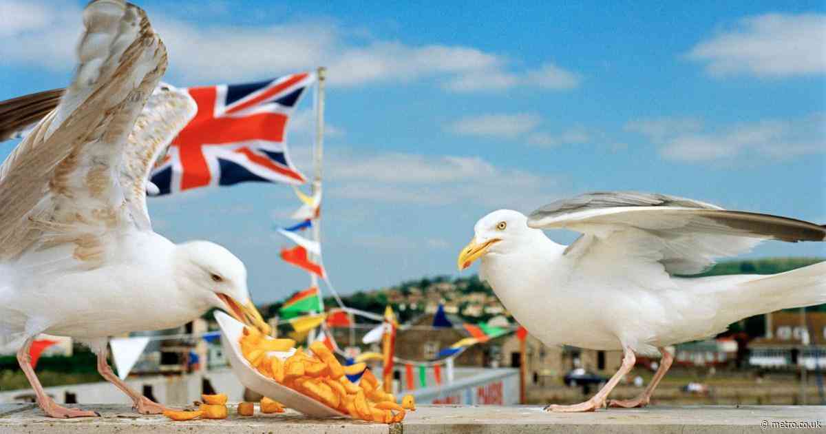 Manhunt after tourist grabbed seagull and ‘punched it close to death’ in front of horrified kids