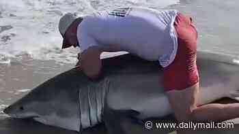 Insane moment fisherman wrangles great white shark on the shores of popular Nantucket beach