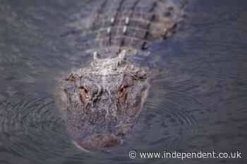 414 alligators removed from Disney World properties in the last decade after 2-year-old’s death