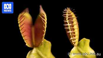 Mechanism that makes Venus flytraps snap uncovered, study claims