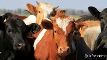 ODAFF releases animal movement restriction update regarding New World Screwworm