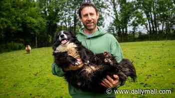 Farmer receives complaint from RSPCA after his sheepdog was reported to charity for 'worrying' his own flock