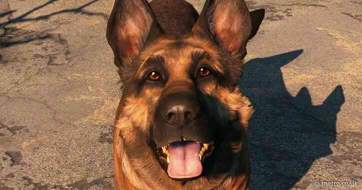 Woman’s life saved from gun-wielding dog by brave gaming PC