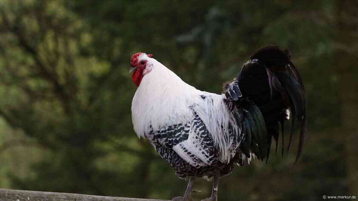 Bis zu 220 Eier im Jahr: Dieses fast vergessene Huhn überrascht Selbstversorger