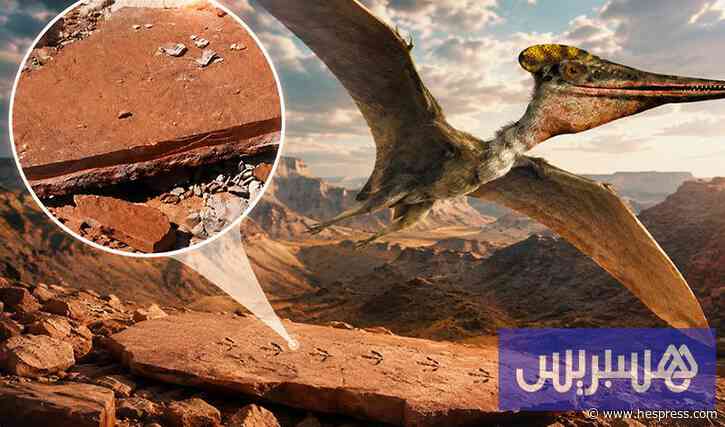 اختفاء لوح أحفوري يثير مخاوف متزايدة بشأن حماية التراث الجيولوجي المغربي