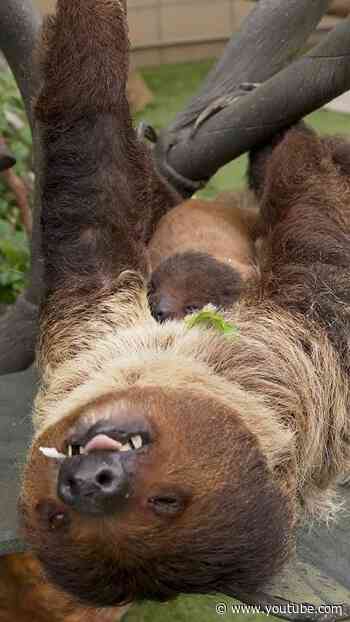 Baby Sloth Throwback