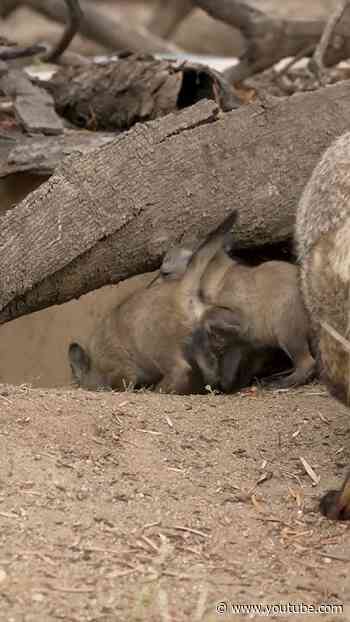 Bat-eared Fox Kits Playtime