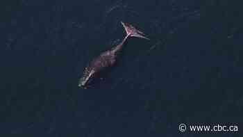Search continues for entangled North Atlantic right whale spotted off N.B.