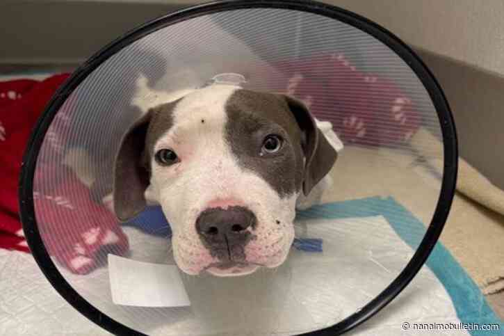 Highly contagious parvovirus outbreak threatens Okanagan dogs