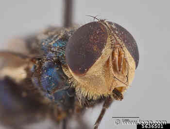 Austin Wildlife Rescue changing animal intakes due to screwworm fly threat