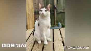 Man's spring-loaded trap cost pet cat a leg