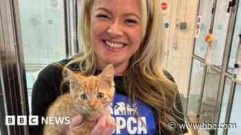 'Ill treatment of cats has got significantly worse'