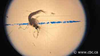 Study confirms bloody red shrimp has established population in Lake Superior