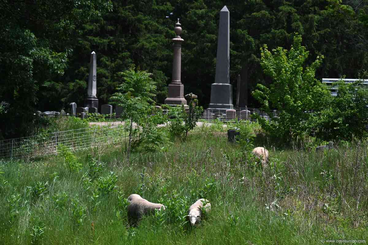 Chow time: Hungry flock keeps Schenectady cemetery tidy