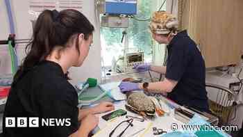 'Lucky duck' recovering after beak surgery