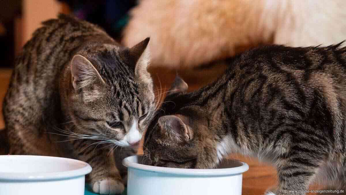 Katzenfutter: Was in den Napf gehört – und was nicht