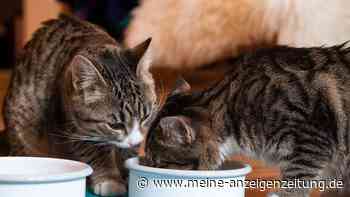 Katzenfutter: Was in den Napf gehört – und was nicht