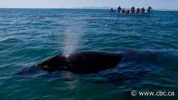 10th grey whale found dead off B.C. coast in 2026