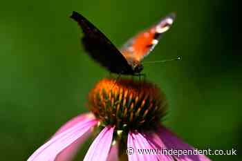 The ‘showstopper’ butterfly named Britain’s favourite in nationwide poll