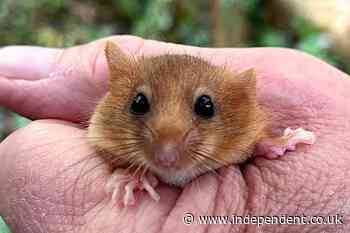 Hope for rare dormice as over 40 released into ancient Leicestershire woodland