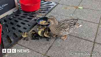 Ducks return to favourite pub with baby ducklings