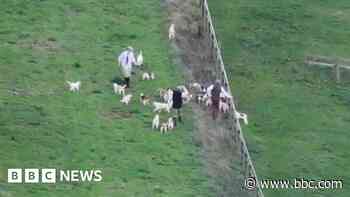 Drone shows huntsman's hounds killing hare on farm
