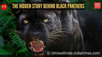 The hidden story behind black panthers: 5 facts that may surprise you