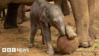 Zoo delighted after endangered elephant gives birth