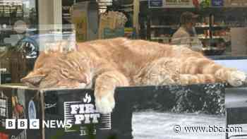 Leo the cat becomes local celebrity after shop visits