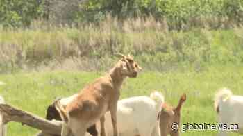 Grazing goats return to snacking duties in Lethbridge