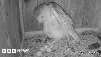 Four barn owls hatch in live-streamed nest