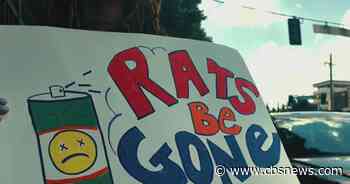 IRS workers protest rat-infested office: Employees demand safe conditions