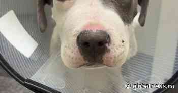 Okanagan vet warning dog owners about parvovirus