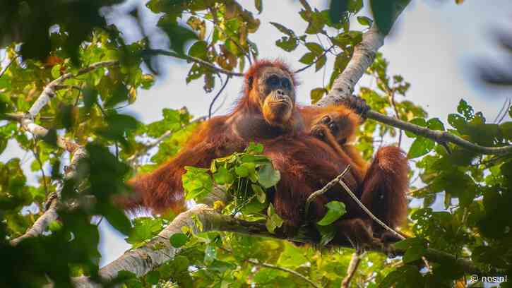 Vier dagen regen verwoestend voor zeldzame orang-oetans op Sumatra