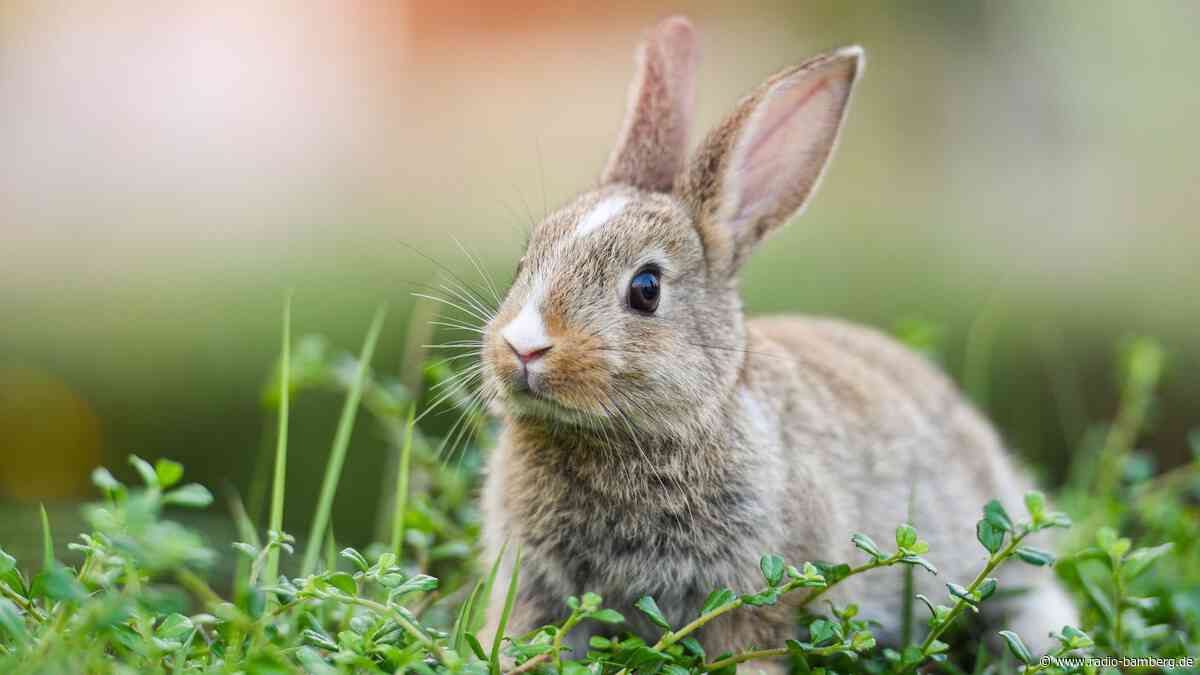 Kaninchen zum Sterben im Bamberger Hauptsmoorwald ausgesetzt? Tierheim Bamberg mit emotionalem Social Media Post