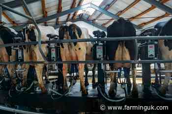 Britain loses 160 dairy producers in just six months