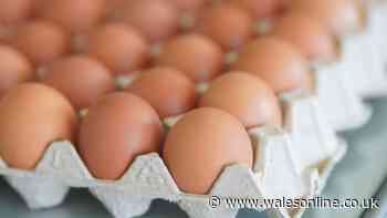 Stop throwing away empty egg cartons as they have handy use in 1 part of home