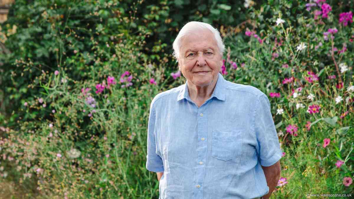 David Attenborough's urgent advice for cat owners in the UK