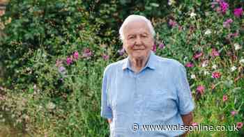 David Attenborough's urgent advice for cat owners in the UK